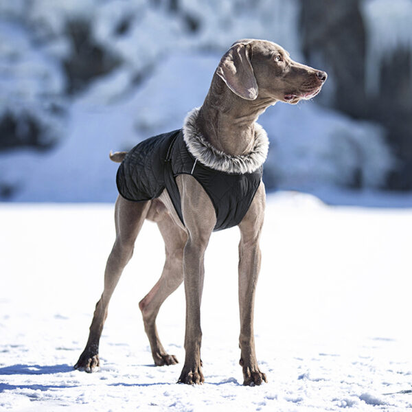 Dog Winter Classic Jacket Breathable